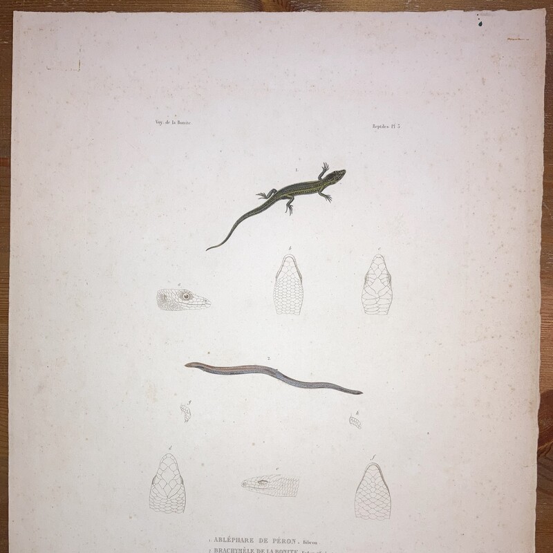 CaptionVoyage Autour du Monde exécuté pendant les années 1836 et 1837 sur la corvette La Bonite #3