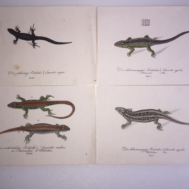 Reider, J. E. von & C. W. Hahn, 1832: Fauna Boica oder gemeinnützige Naturgeschichte der Thiere Bayerns. Dritte Abtheilung. Amphibien
