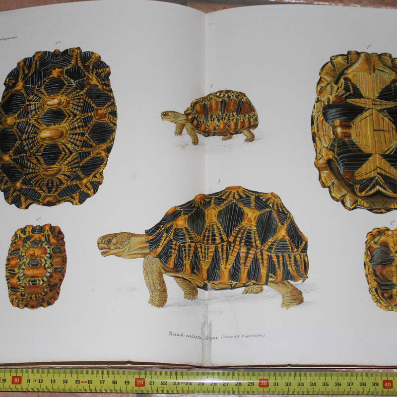 Vaillant, Leon & Guillaume Grandidier, 1910: Histoire Physique, Naturelle et Politique de Madagascar, vol. 17. Histoire Naturelles des Reptiles. Première Partie: Crocodiles et Tortues
