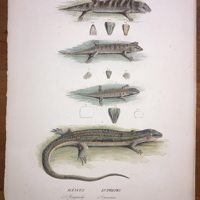 Symbolae Physicae Reptilia Tab #IV