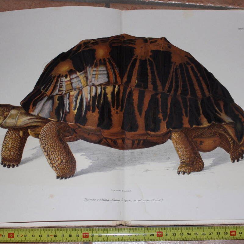 Vaillant, Leon & Guillaume Grandidier, 1910: Histoire Physique, Naturelle et Politique de Madagascar, vol. 17. Histoire Naturelles des Reptiles. Première Partie: Crocodiles et Tortues
