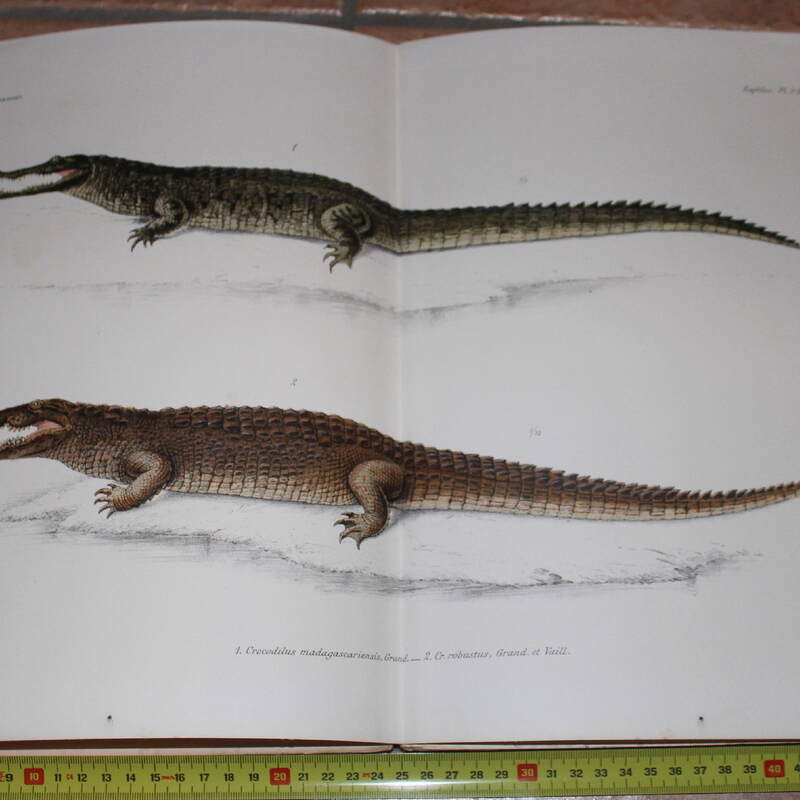 Vaillant, Leon & Guillaume Grandidier, 1910: Histoire Physique, Naturelle et Politique de Madagascar, vol. 17. Histoire Naturelles des Reptiles. Première Partie: Crocodiles et Tortues
