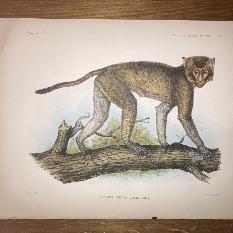 Anatomical and zoological researches : comprising an account of the zoological results of the two expeditions to western Yunnan in 1868 and 1875 #3