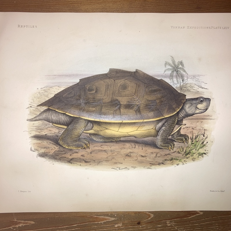 Anatomical and zoological researches : comprising an account of the zoological results of the two expeditions to western Yunnan in 1868 and 1875 #64