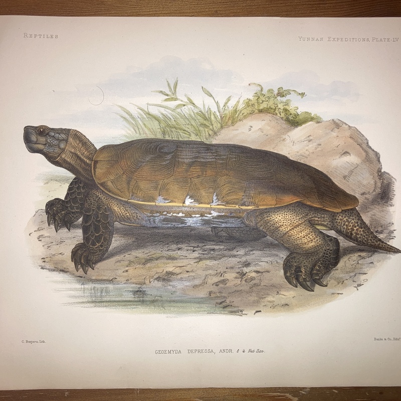 Anatomical and zoological researches : comprising an account of the zoological results of the two expeditions to western Yunnan in 1868 and 1875 #55