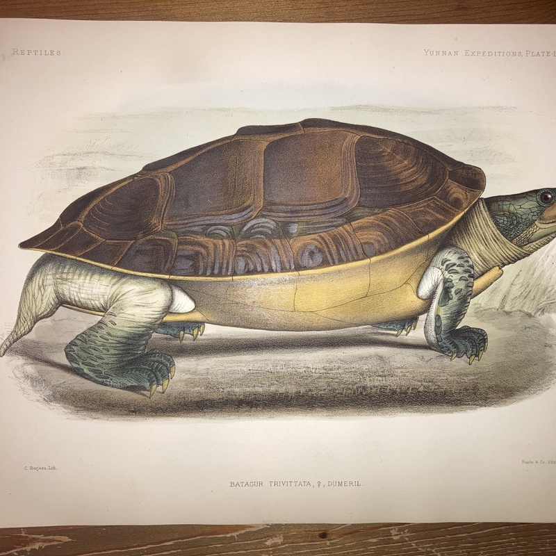 Anatomical and zoological researches : comprising an account of the zoological results of the two expeditions to western Yunnan in 1868 and 1875 #68