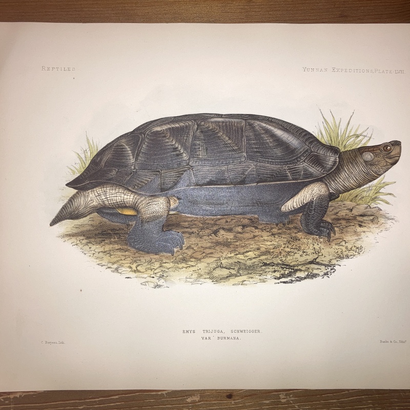 Anatomical and zoological researches : comprising an account of the zoological results of the two expeditions to western Yunnan in 1868 and 1875 #57