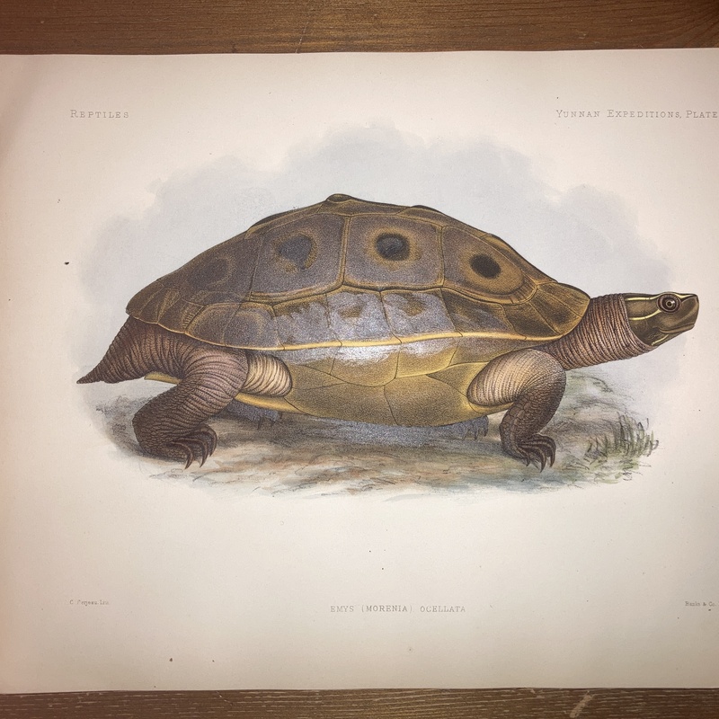 Anatomical and zoological researches : comprising an account of the zoological results of the two expeditions to western Yunnan in 1868 and 1875 #60