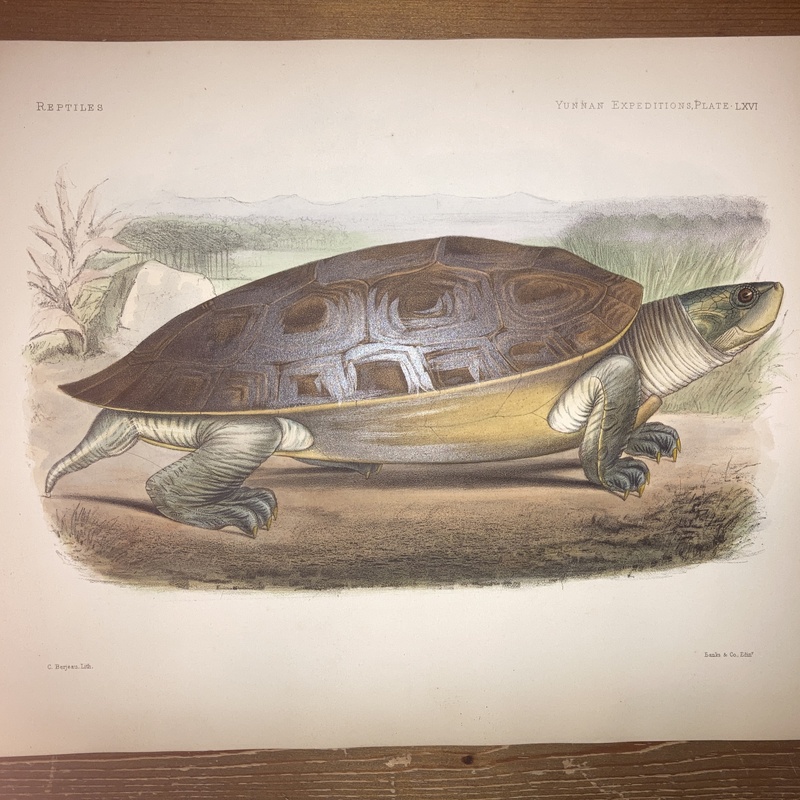 Anatomical and zoological researches : comprising an account of the zoological results of the two expeditions to western Yunnan in 1868 and 1875 #66
