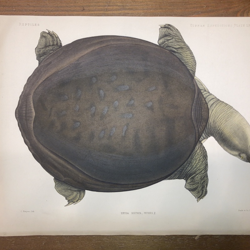 Anatomical and zoological researches : comprising an account of the zoological results of the two expeditions to western Yunnan in 1868 and 1875 #74