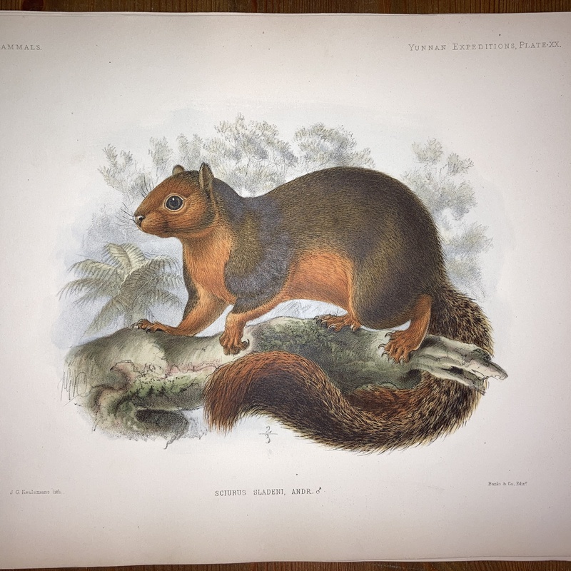 Anatomical and zoological researches : comprising an account of the zoological results of the two expeditions to western Yunnan in 1868 and 1875 #20