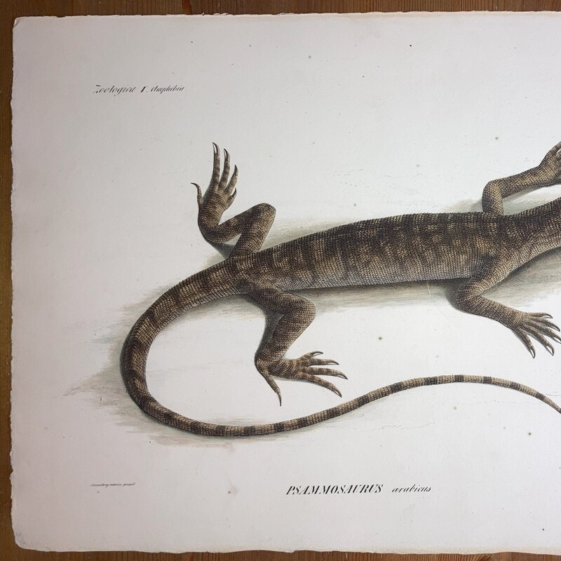 Symbolae Physicae Reptilia Tab #I