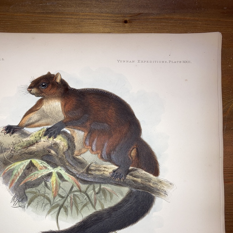 Anatomical and zoological researches : comprising an account of the zoological results of the two expeditions to western Yunnan in 1868 and 1875 #22