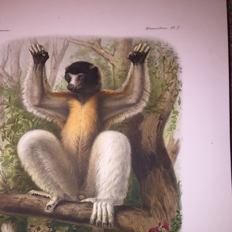 Milne-Edwards, Alphonse, Alfred Grandidier & Henri Filhol, 1875: "Histoire physique, naturelle et politique de Madagascar  
Vol. IX: Histoire naturelle des mammifères. vol. IX, Tome IV. - Atlas. - I."
