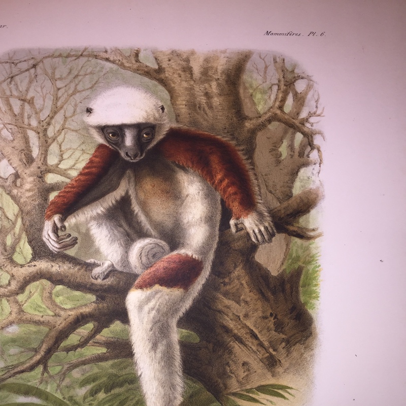 Milne-Edwards, Alphonse, Alfred Grandidier & Henri Filhol, 1875: "Histoire physique, naturelle et politique de Madagascar  
Vol. IX: Histoire naturelle des mammifères. vol. IX, Tome IV. - Atlas. - I."