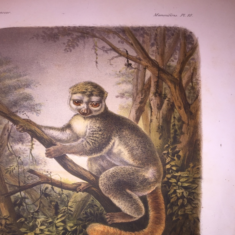 Milne-Edwards, Alphonse, Alfred Grandidier & Henri Filhol, 1875: "Histoire physique, naturelle et politique de Madagascar  
Vol. IX: Histoire naturelle des mammifères. vol. IX, Tome IV. - Atlas. - I."